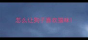 怎么让狗子喜欢猫咪