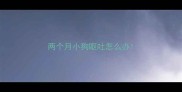 两个月小狗呕吐怎么办