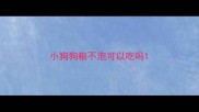 小狗狗粮不泡可以吃吗