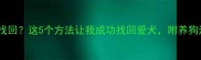 狗狗丢失后如何找回这5个方法让我成功找回爱犬附养狗注意事项清单