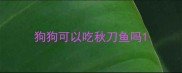 狗狗可以吃秋刀鱼吗