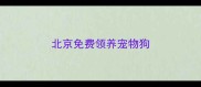 北京免费领养宠物狗