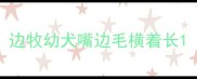 边牧幼犬嘴边毛横着长