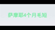 萨摩耶4个月毛短