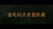 金毛幼犬老是趴着