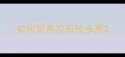 如何饲养拉布拉多黑