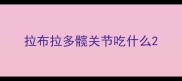 拉布拉多髋关节吃什么
