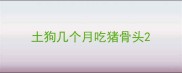 土狗几个月吃猪骨头