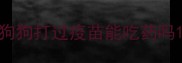 狗狗打过疫苗能吃药吗