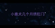 小鹿犬几个月挤肛门