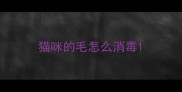 猫咪的毛怎么消毒