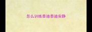 怎么训练泰迪泰迪安静