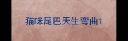 猫咪尾巴天生弯曲