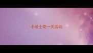 小哈士奇一天活动