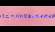 为什么说3月龄是泰迪剪毛黄金期