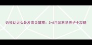 边牧幼犬头骨发育关键期3-6月龄科学养护全攻略