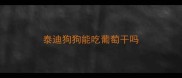 泰迪狗狗能吃葡萄干吗