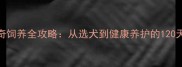 北京哈士奇饲养全攻略从选犬到健康养护的120天成长指南