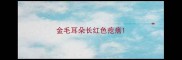 金毛耳朵长红色疙瘩