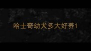 哈士奇幼犬多大好养