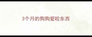 3个月的狗狗爱咬东西