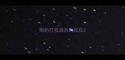 狗的打疫苗后的反应