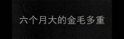 六个月大的金毛多重