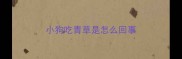 小狗吃青草是怎么回事