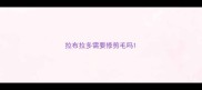拉布拉多需要修剪毛吗