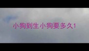小狗到生小狗要多久