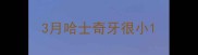3月哈士奇牙很小