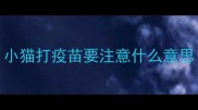 小猫打疫苗要注意什么意思