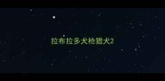 拉布拉多犬枪猎犬