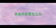 泰迪犬感冒怎么办