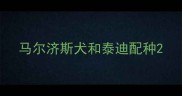 马尔济斯犬和泰迪配种