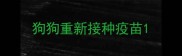 狗狗重新接种疫苗