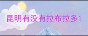 昆明有没有拉布拉多