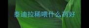 泰迪拉稀喂什么药好