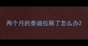 两个月的泰迪拉稀了怎么办