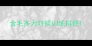 金毛多大时候训练排便