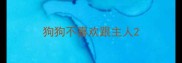 狗狗不喜欢跟主人