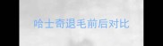 哈士奇退毛前后对比