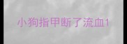 小狗指甲断了流血