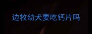 边牧幼犬要吃钙片吗