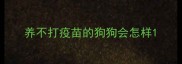 养不打疫苗的狗狗会怎样