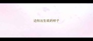 边牧出生纸的样子