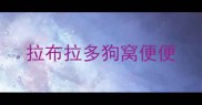 拉布拉多狗窝便便