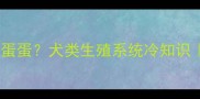 公狗为啥没有蛋蛋犬类生殖系统冷知识养狗必看指南