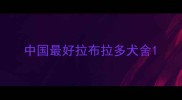中国最好拉布拉多犬舍
