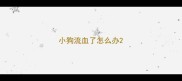小狗流血了怎么办